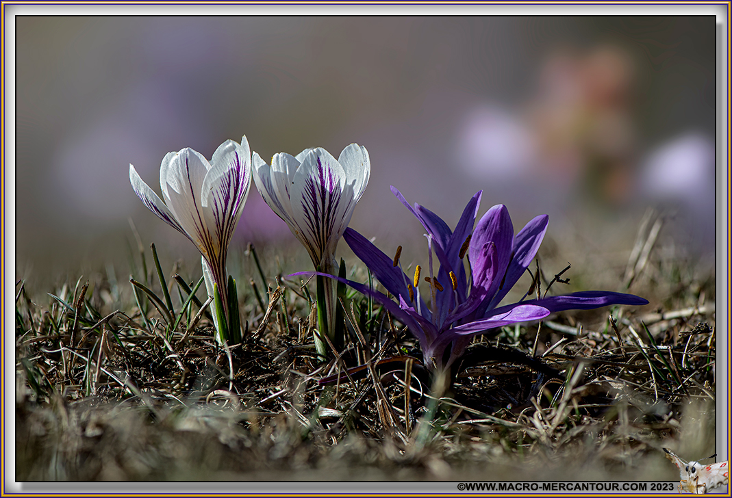 Crocus Versicolor
